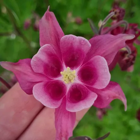 Epis Du Moulin Hébergement de vacances Etinehem