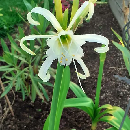 Epis Du Moulin Etinehem