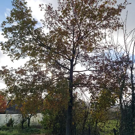 Epis Du Moulin *