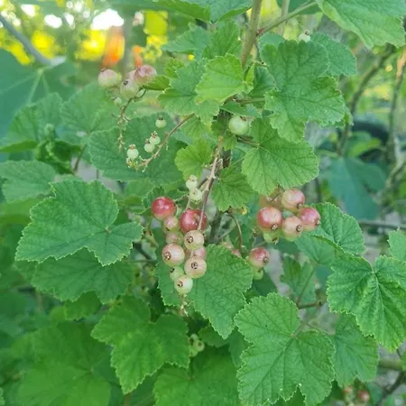 Hébergement de vacances Epis Du Moulin *