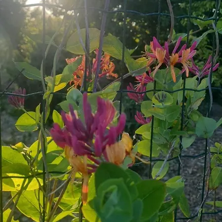 Epis Du Moulin * Etinehem