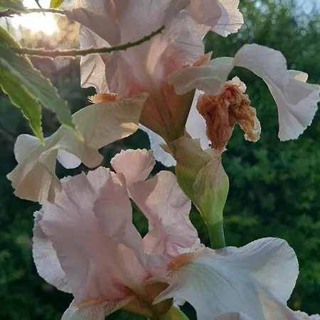 Epis Du Moulin Hébergement de vacances *