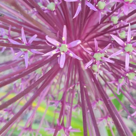 Epis Du Moulin * Etinehem