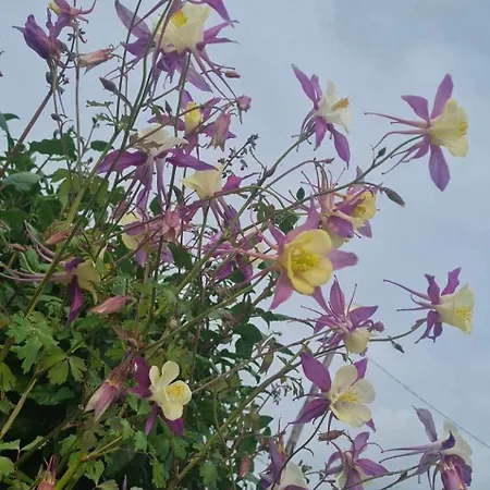 Epis Du Moulin Сasa de vacaciones Etinehem