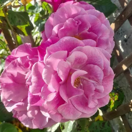 Epis Du Moulin Сasa de vacaciones