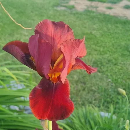 Hébergement de vacances Epis Du Moulin *