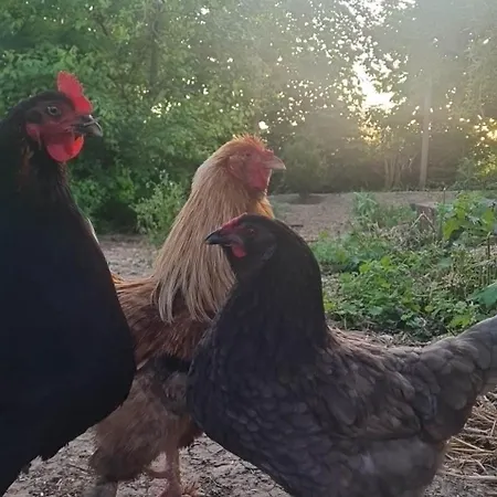 Hébergement de vacances Epis Du Moulin Etinehem