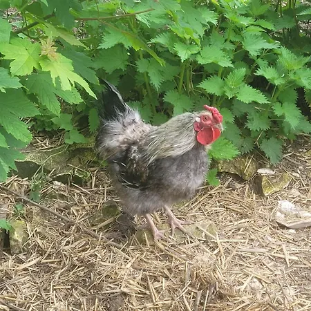 Epis Du Moulin Hébergement de vacances *