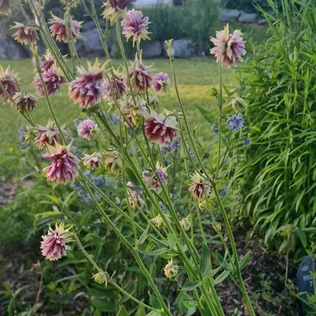 Epis Du Moulin Etinehem