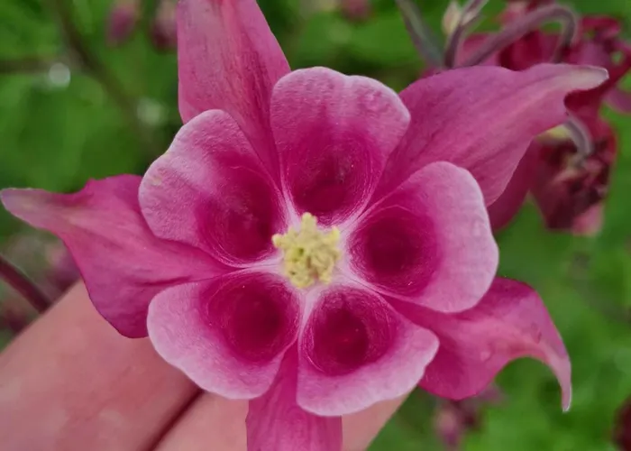 Epis Du Moulin Hébergement de vacances Etinehem