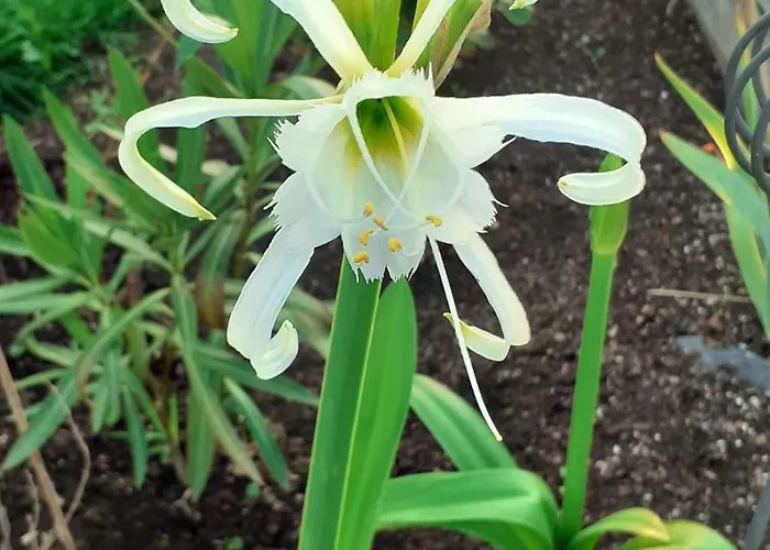 Epis Du Moulin Etinehem