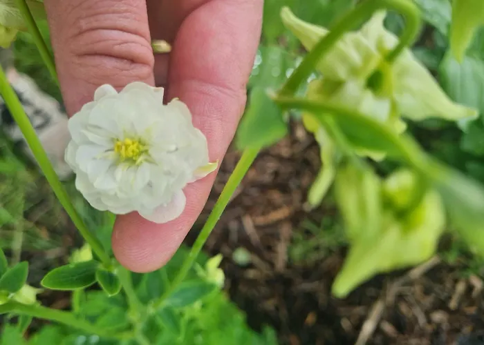 Hébergement de vacances Epis Du Moulin Etinehem
