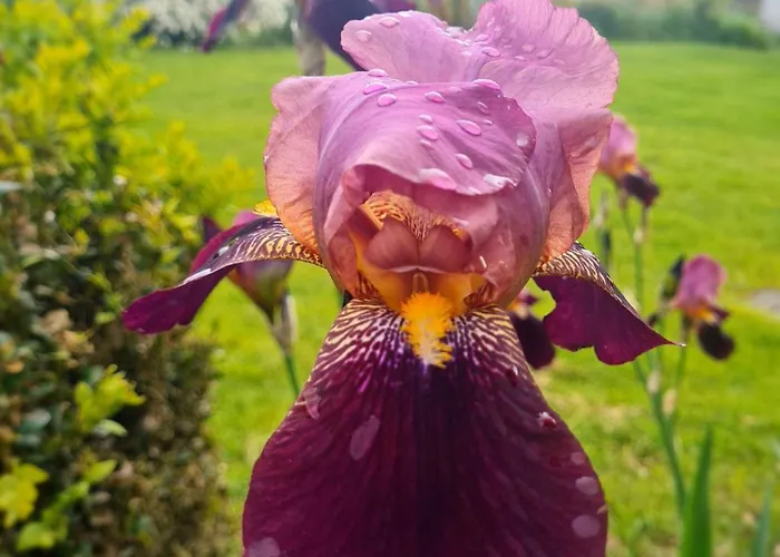 Hébergement de vacances Epis Du Moulin *