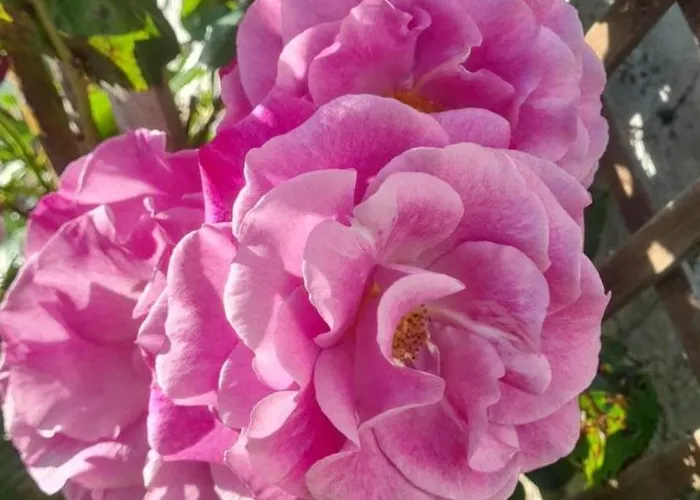 Epis Du Moulin Hébergement de vacances