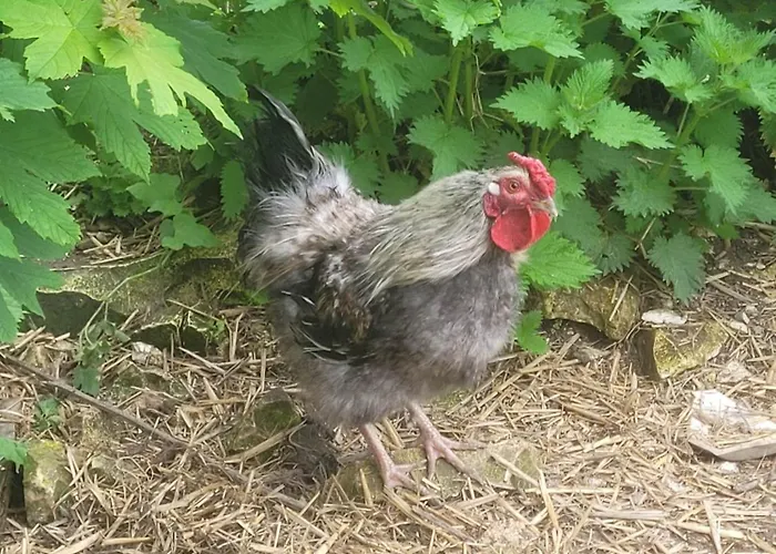 Epis Du Moulin Hébergement de vacances *