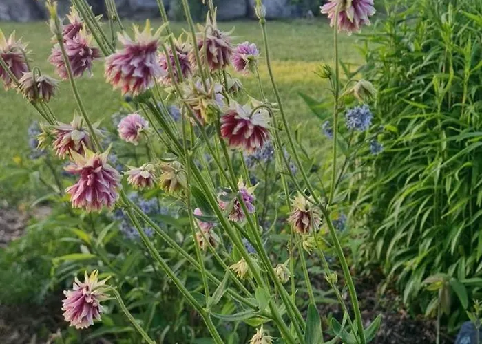 Epis Du Moulin Etinehem